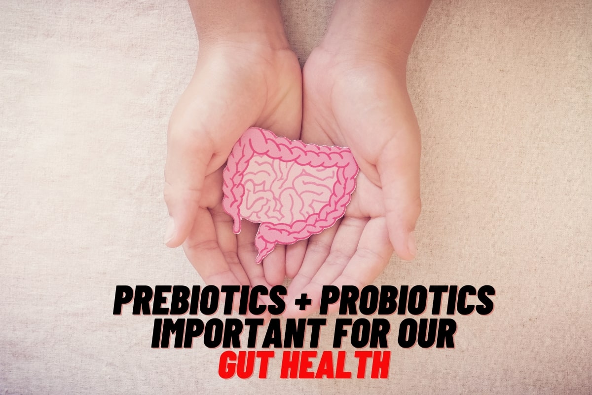 Best Prebiotics + Probiotics For Our Gut Health In 2023